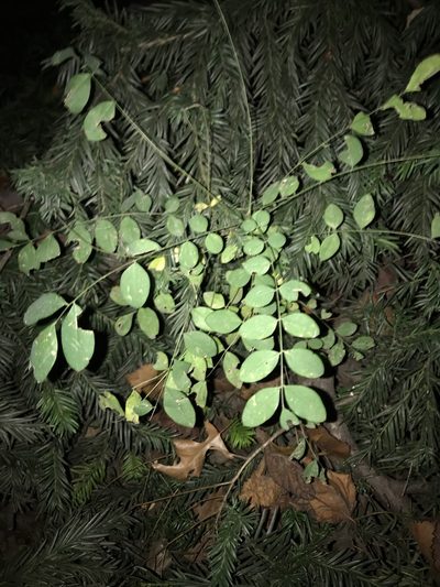 Styphnolobium japonicum, photographed by Elliot Greiner
