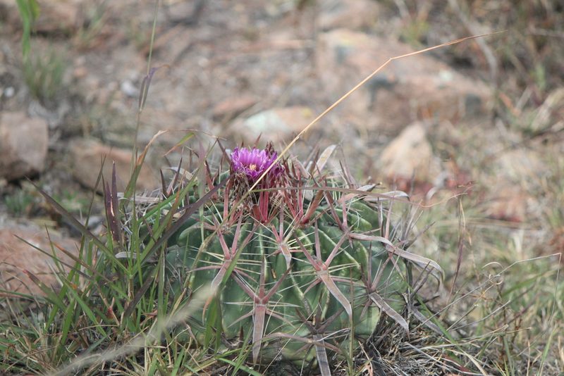 Ferocactus latispinus, photographed by José Belem Hernández Díaz