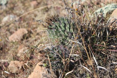 Coryphantha octacantha, photographed by José Belem Hernández Díaz