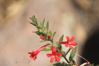 Loeselia mexicana, photographed by José Belem Hernández Díaz