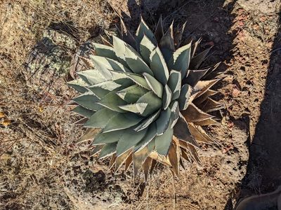 Agave parryi, photographed by Alexandre Passos