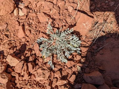 Astragalus calycosus, photographed by Alexandre Passos