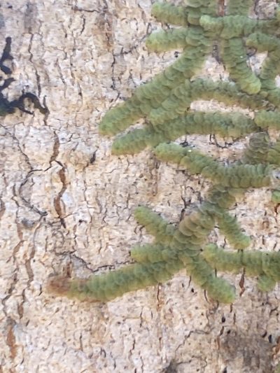 Cheilolejeunea clypeata, photographed by Alan Weakley