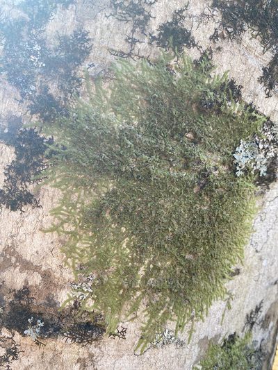 Cheilolejeunea clypeata, photographed by Alan Weakley