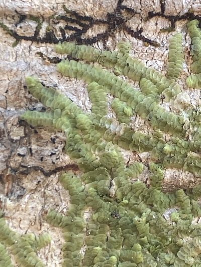 Cheilolejeunea clypeata, photographed by Alan Weakley