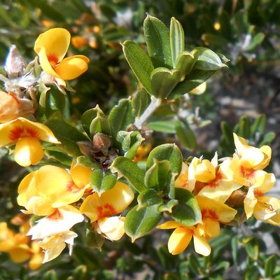 Oxylobium ellipticum, photographed by Cowirrie