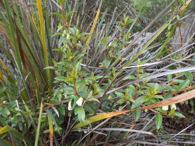 Aristotelia peduncularis, photographed by Cowirrie