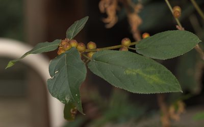 Ficus simplicissima, photographed by portioid