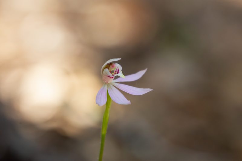 Caladenia variegata, photographed by Hayden Jones