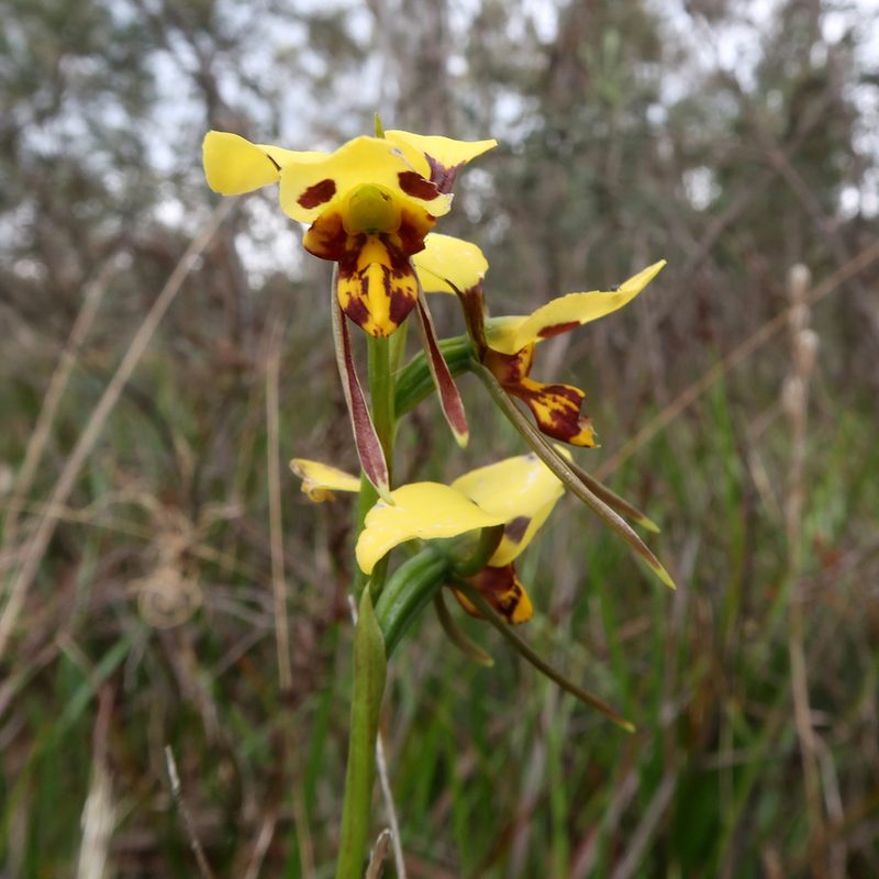 Diuris sulphurea, photographed by Cowirrie