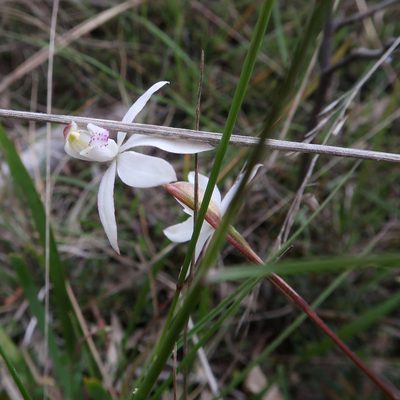 Caladenia gracilis, photographed by Cowirrie