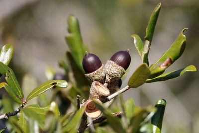 Quercus geminata, photographed by Lauren McLaurin