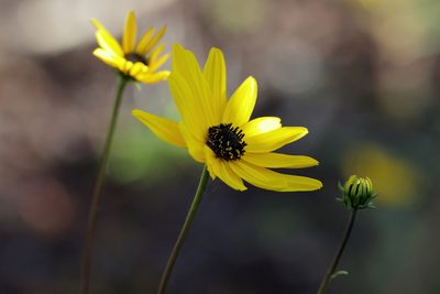 Helianthus angustifolius