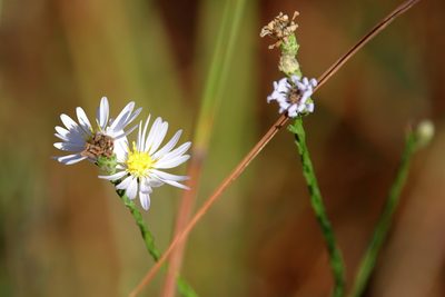 Symphyotrichum adnatum, photographed by Lauren McLaurin