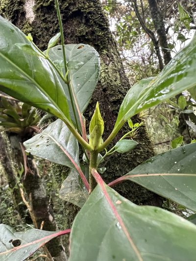 Cinchona lancifolia, photographed by Nicolás Baresch Uribe