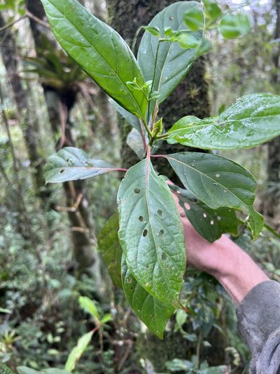 Cinchona lancifolia, photographed by Nicolás Baresch Uribe