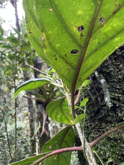 Cinchona lancifolia, photographed by Nicolás Baresch Uribe