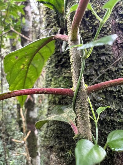 Cinchona lancifolia, photographed by Nicolás Baresch Uribe