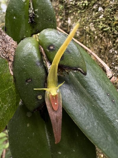Pleurothallis microcardia, photographed by Nicolás Baresch Uribe