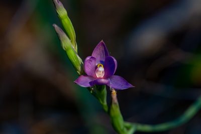 Thelymitra nervosa, photographed by Hayden Jones
