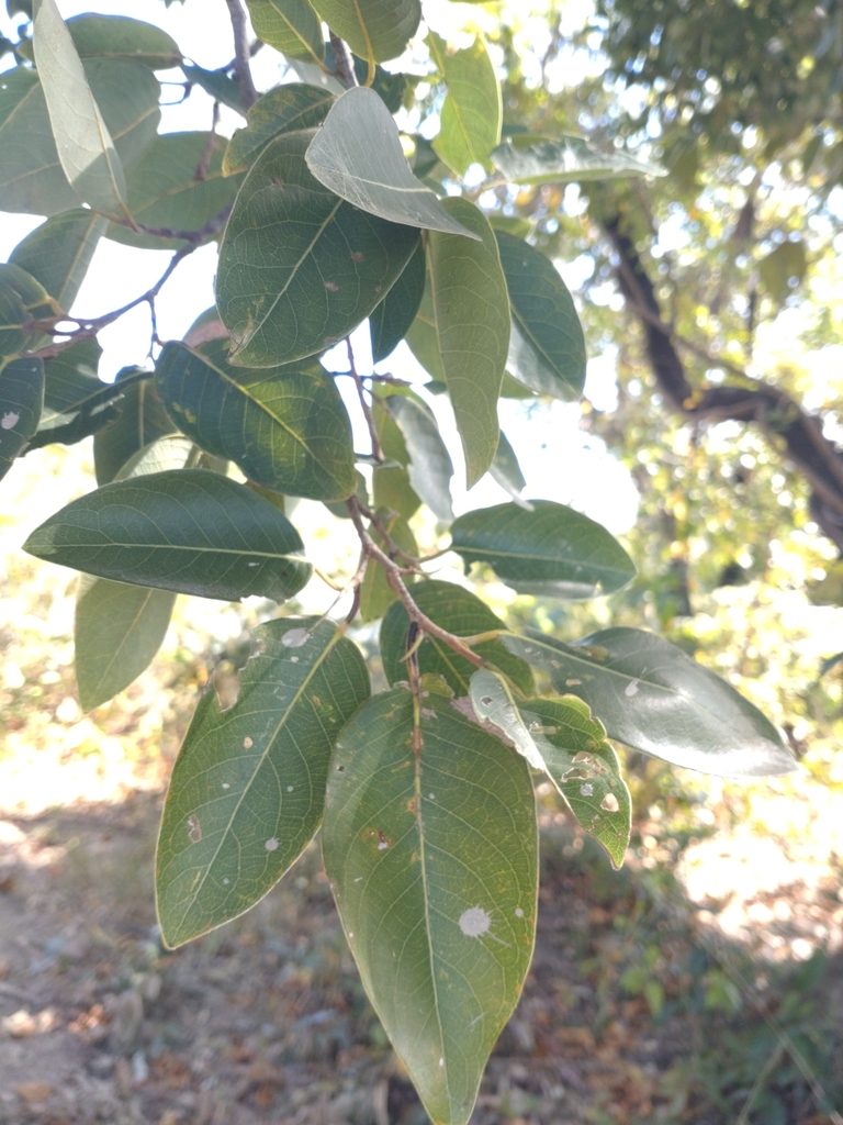 Irvingia malayana, photographed by Utain Pummarin