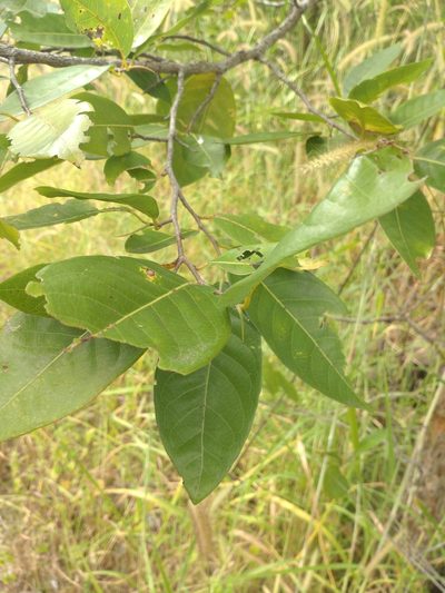 Irvingia malayana, photographed by Utain Pummarin