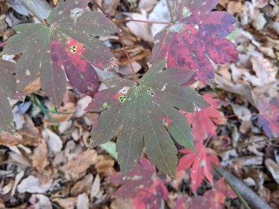 Acer sieboldianum, photographed by Timur Kalininsky