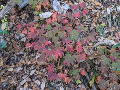 Acer sieboldianum, photographed by Timur Kalininsky