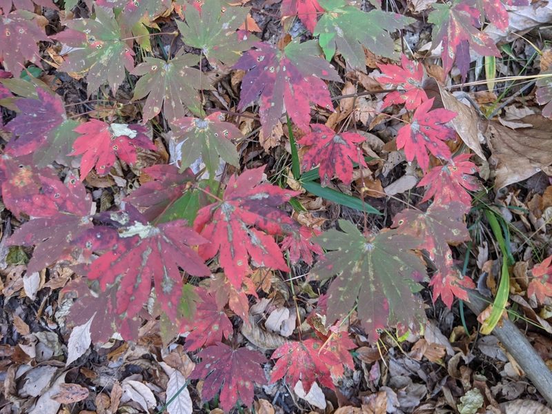 Acer sieboldianum, photographed by Timur Kalininsky
