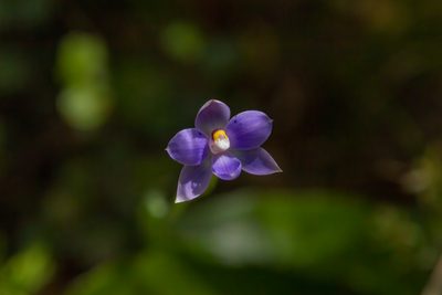 Thelymitra nervosa, photographed by Hayden Jones