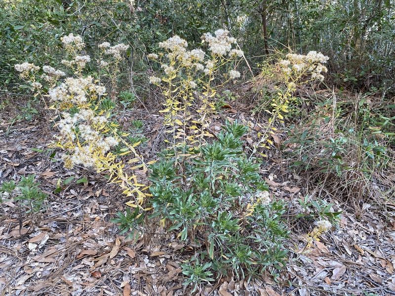 Chrysoma pauciflosculosa, photographed by Daniel McNair