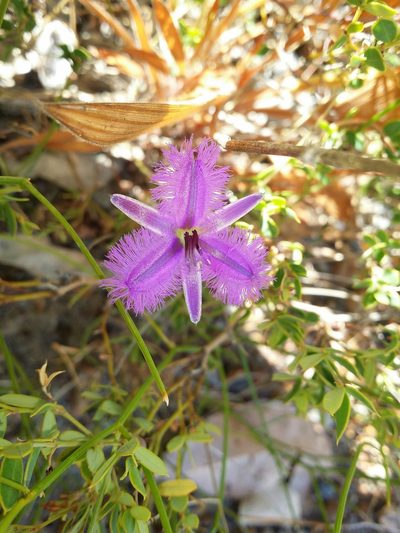 Thysanotus sparteus, photographed by Helium Luo