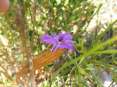 Thysanotus sparteus, photographed by Helium Luo