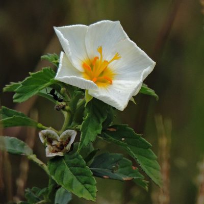 Turnera orientalis, photographed by Hugo Hulsberg