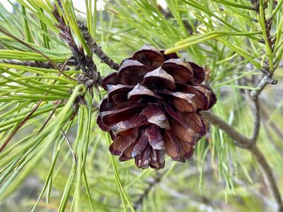 Pinus clausa, photographed by Daniel McNair