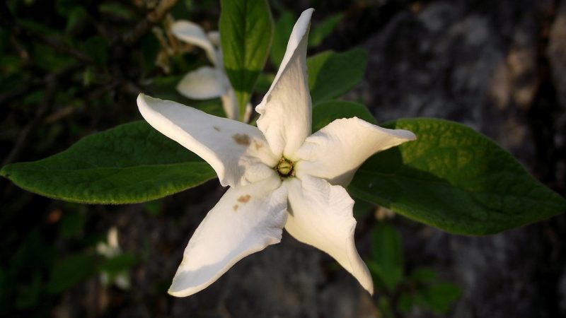Randia pringlei, photographed by Raúl Ernestoo