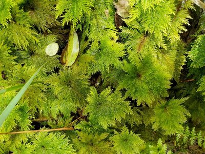 Dendrohypopterygium filiculiforme, photographed by rempson