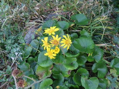 Farfugium japonicum, photographed by Marco Mussita