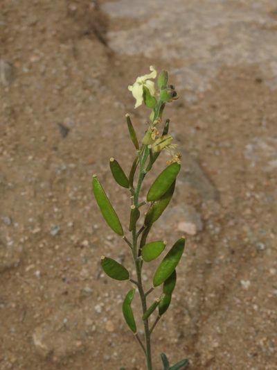 Mathewsia foliosa, photographed by Nicolás Lavandero
