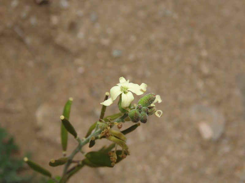 Mathewsia foliosa, photographed by Nicolás Lavandero