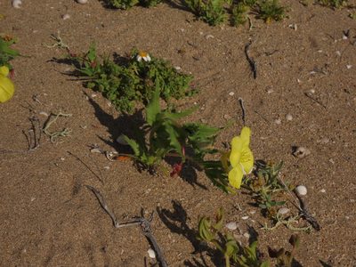 Oenothera coquimbensis, photographed by Nicolás Lavandero