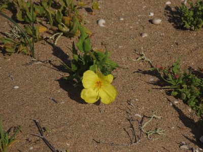 Oenothera coquimbensis, photographed by Nicolás Lavandero