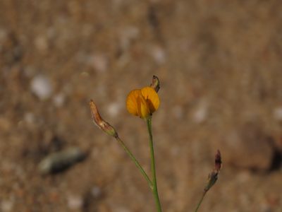 Adesmia filifolia, photographed by Nicolás Lavandero