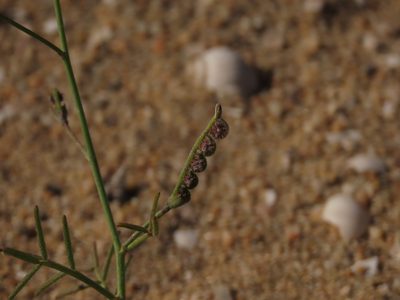 Adesmia filifolia, photographed by Nicolás Lavandero
