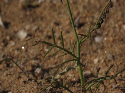 Adesmia filifolia, photographed by Nicolás Lavandero