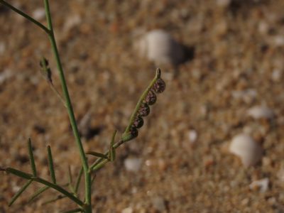 Adesmia filifolia, photographed by Nicolás Lavandero