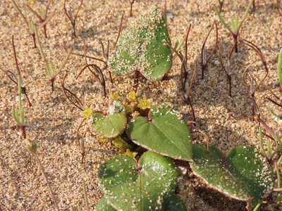 Dioscorea fastigiata, photographed by Nicolás Lavandero