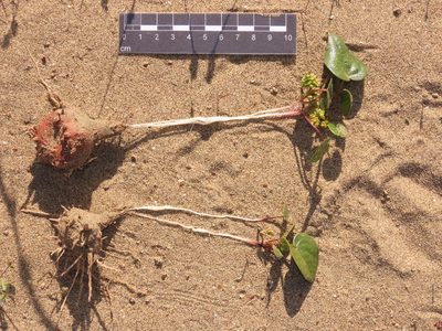 Dioscorea fastigiata, photographed by Nicolás Lavandero
