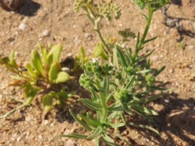 Cryptantha macrocalyx, photographed by Nicolás Lavandero