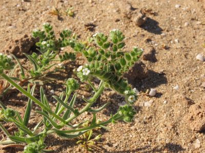 Cryptantha macrocalyx, photographed by Nicolás Lavandero